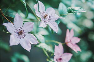 「神戸布引ハーブ園」チューリップやネモフィラが咲き誇る春夏イベント、ローズ＆ラベンダーも見頃に｜写真25