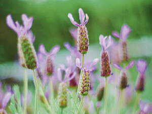 「神戸布引ハーブ園」チューリップやネモフィラが咲き誇る春夏イベント、ローズ＆ラベンダーも見頃に｜写真28