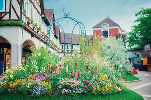 「神戸布引ハーブ園」チューリップやネモフィラが咲き誇る春夏イベント、ローズ＆ラベンダーも見頃に｜写真4