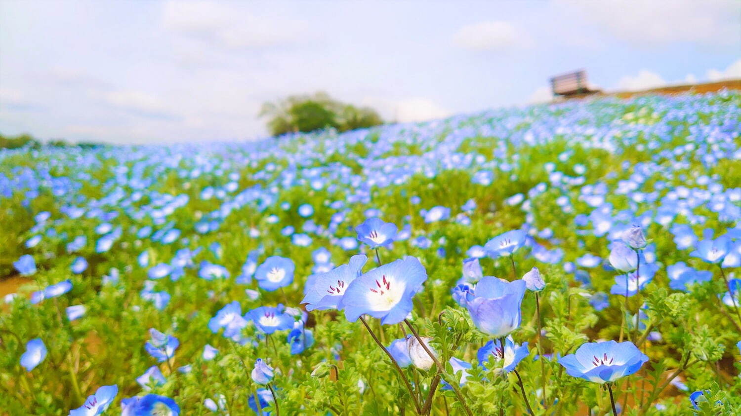 東京ドイツ村に春の花々が開花 - 数万株の芝桜やネモフィラ、リビングストンデイジーが見頃に｜写真4