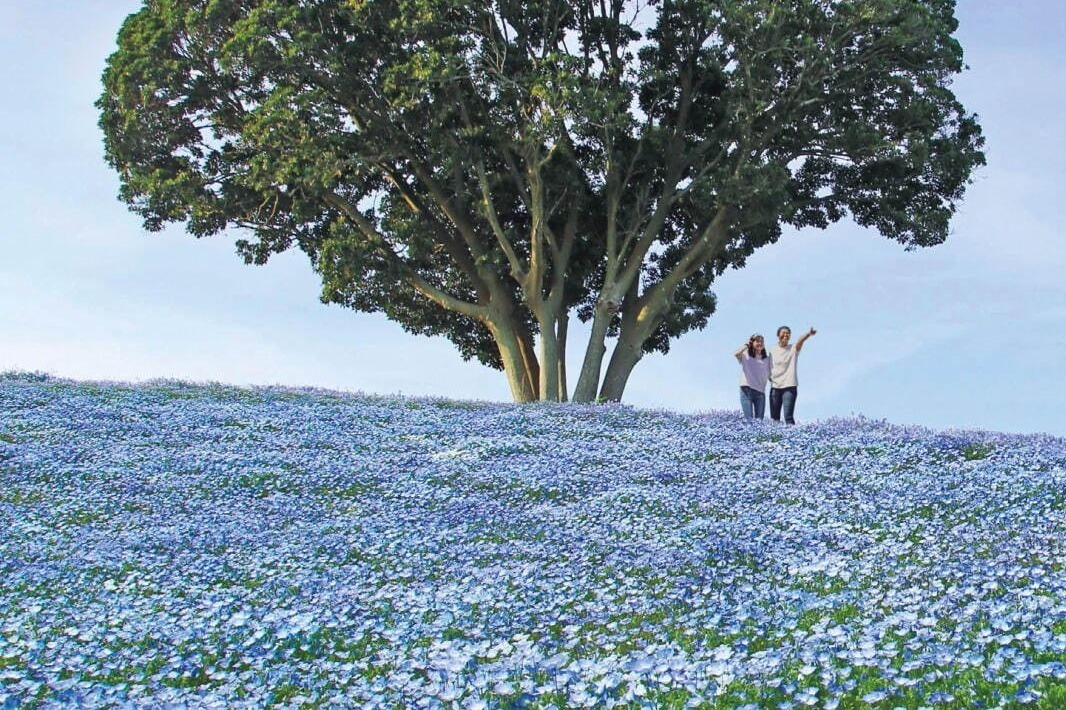 千葉・マザー牧場“100万本”のネモフィラが見頃に - GWには満開へ、チューリップとの共演も