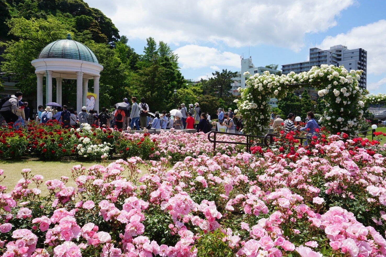 フラワーパーク(花庭園)｜横須賀市ヴェルニー公園「春のローズフェスタ」色や香りが異なる多彩な約130類の“春バラ”が見頃に