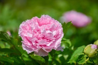 庭園｜茨城“世界最大級”の「つくば牡丹園」約6万株の牡丹＆シャクヤク、池の水面に浮かぶ花々も