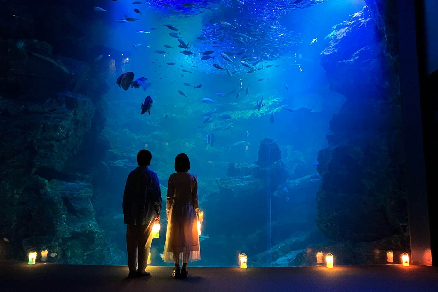 アクアリウム｜京都水族館「夜のすいぞくかん」幻想的な照明で演出、夜にしか見られないペンギンやオットセイの寝顔も