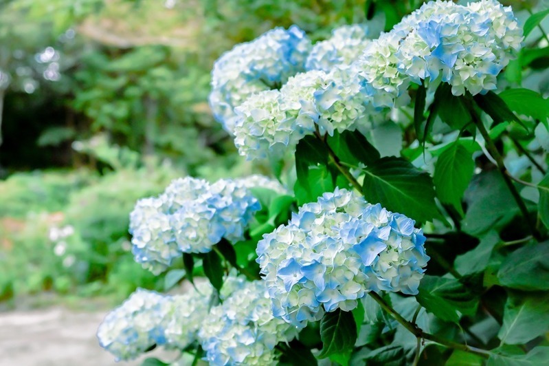 フラワーパーク(花庭園)｜神戸・ROKKO森の音ミュージアムの24年夏イベント、“アジサイ＆ユリ”が満開に花咲く見頃に