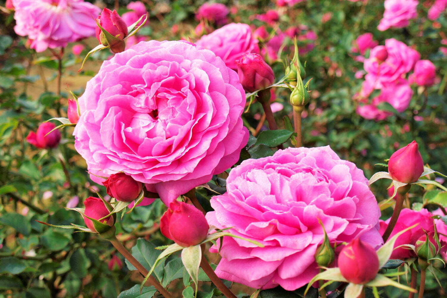 フラワーパーク(花庭園)｜大阪・万博記念公園「春のローズフェスタ」華やかな“春バラ”約250品種・2,400株の絶景
