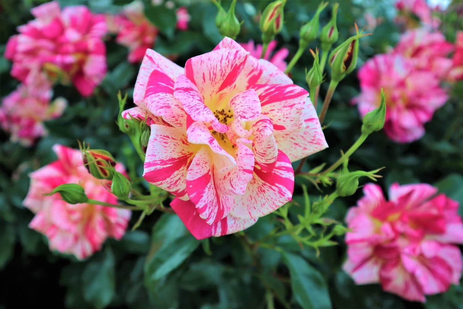 あしかがフラワーパーク「春のバラまつり」赤やピンクの鮮やかなバラが見頃に、夜のライトアップも｜写真10