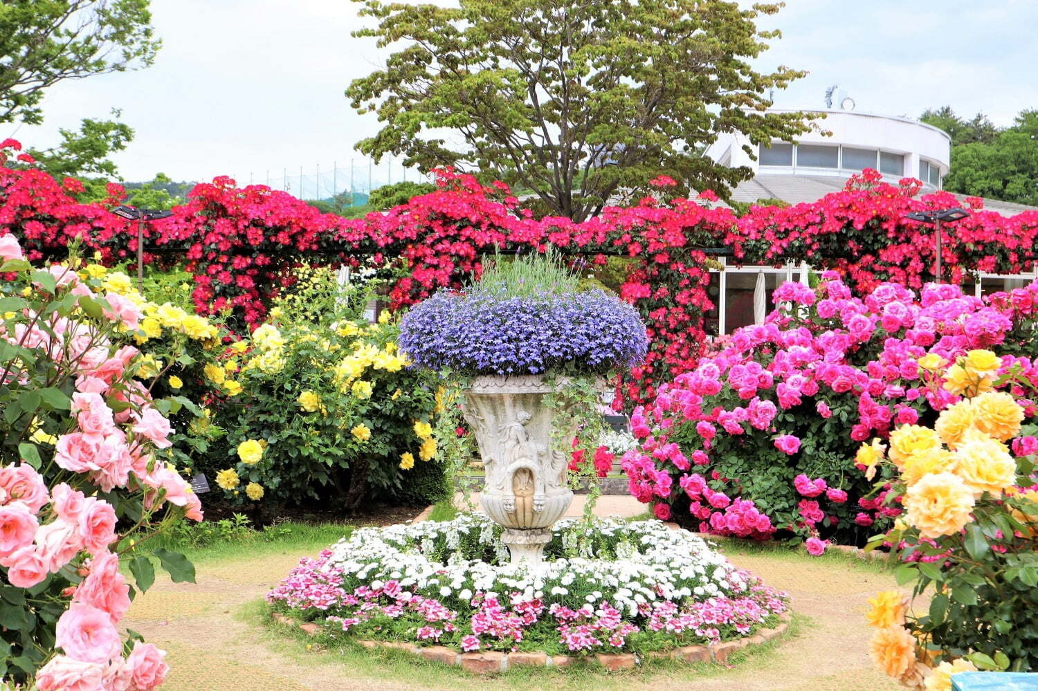 ローズガーデン｜あしかがフラワーパーク「春のバラまつり」赤やピンクの鮮やかなバラが見頃に、夜のライトアップも