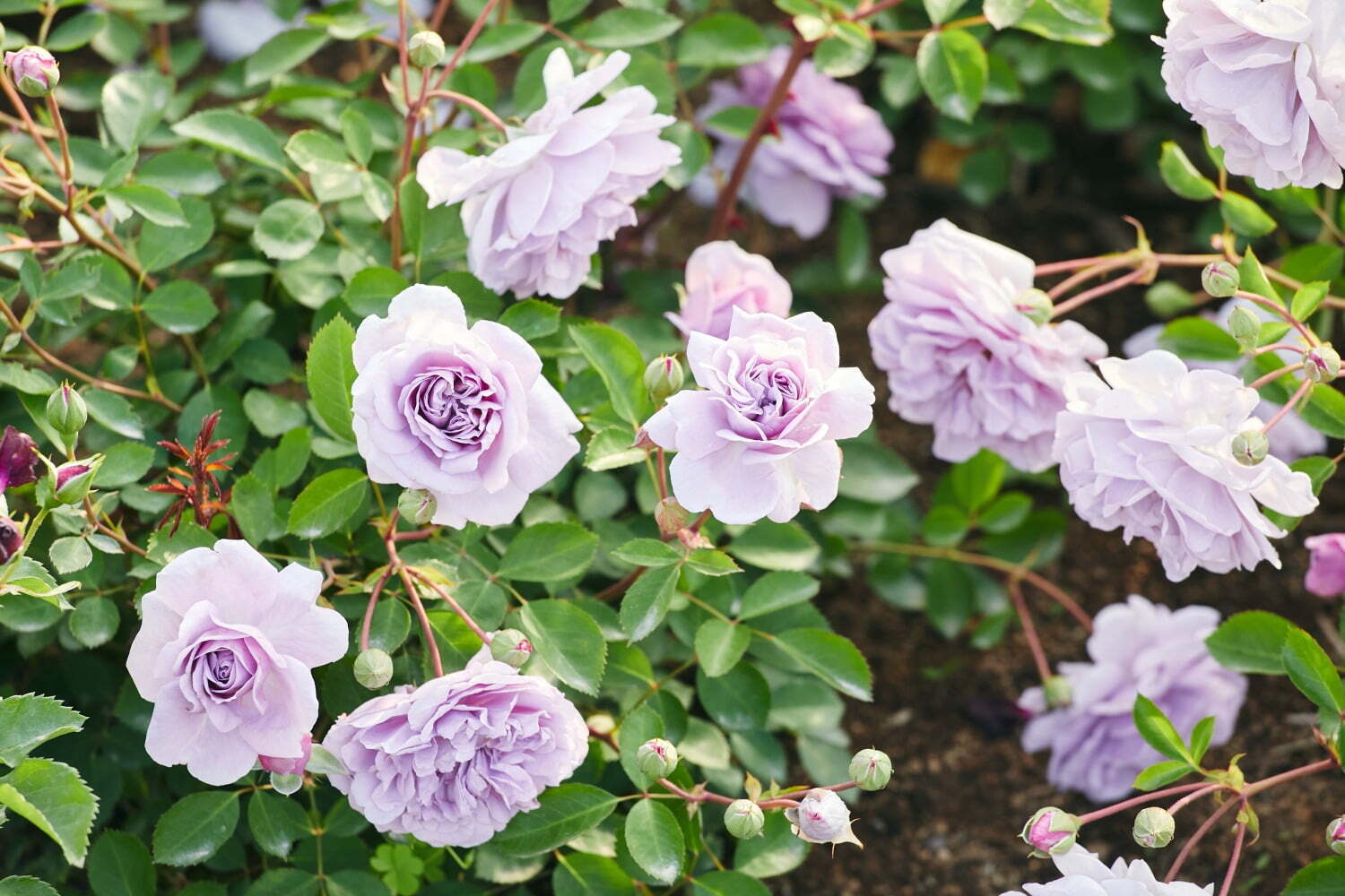 植物｜「いばらきフラワーパーク」春バラ900品種9,000株、“グラデーションカラー”バラのトンネルなど