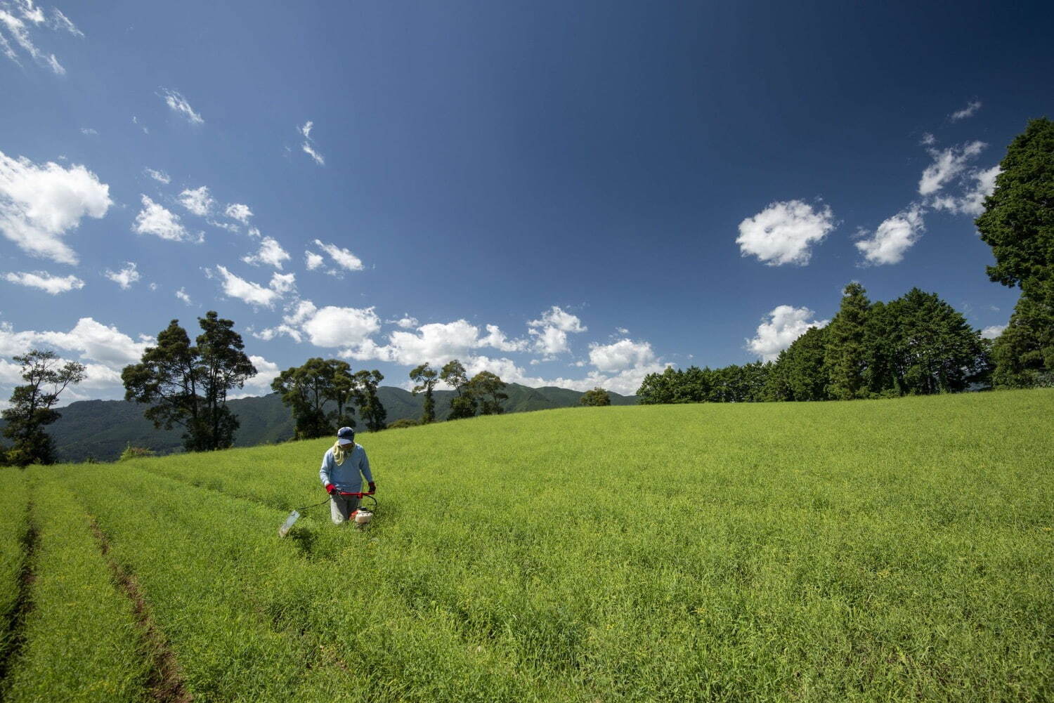 今森光彦 《夏の柴胡畑》 高知県越知町 2016年 作家蔵