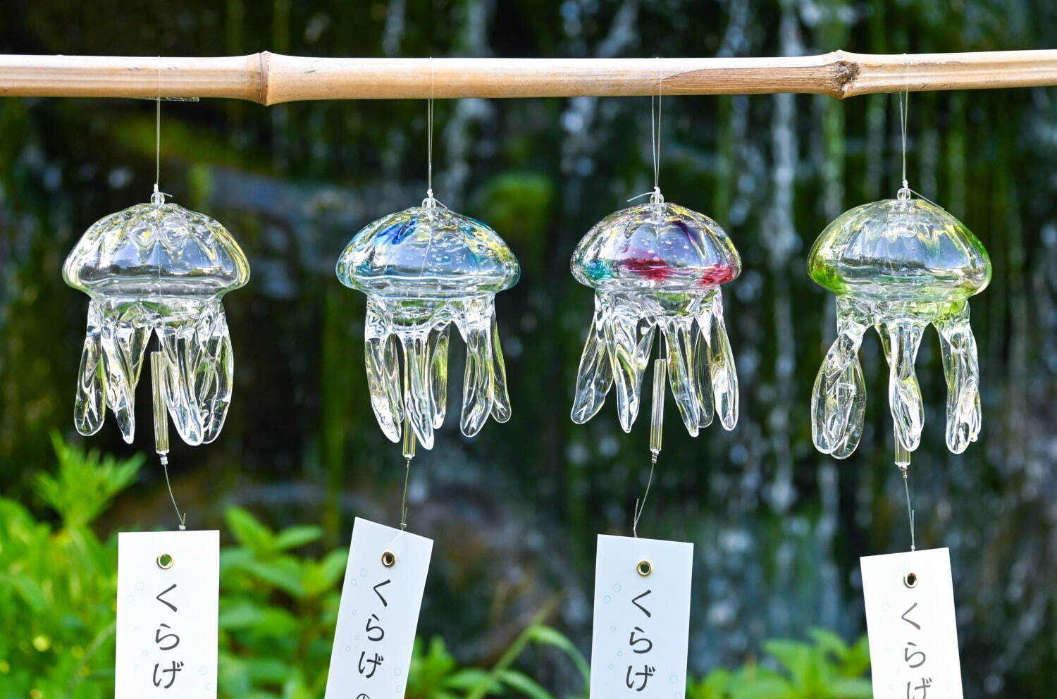 京都水族館の夏イベント「くらげと傘と風鈴と」涼し気な“クラゲ風鈴”展示、初登場の“クラゲ京和傘”も｜写真1