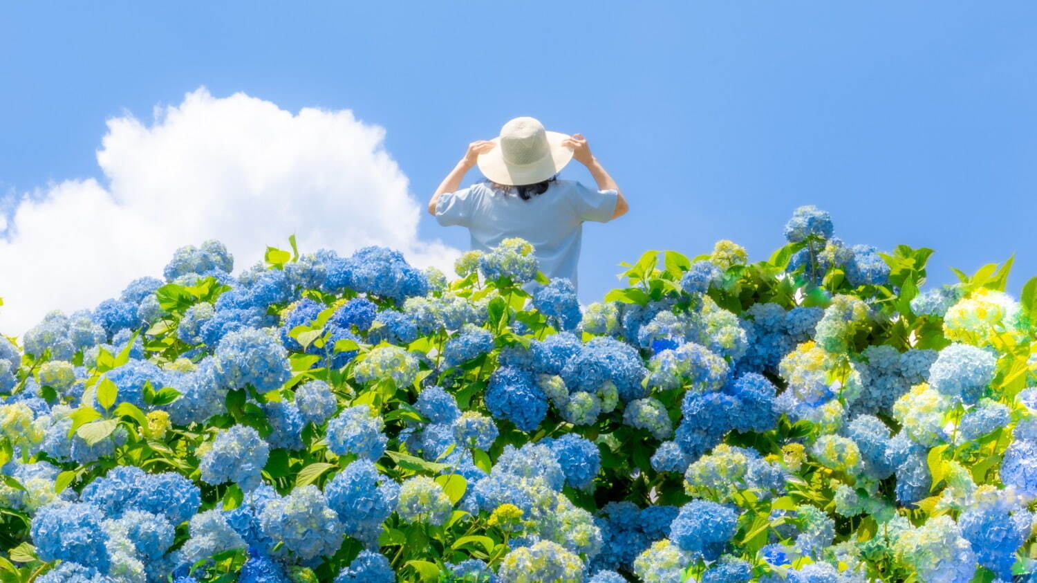 広島・フラワーヴィレッジ 花夢の里「あじさいとタチアオイの丘」一面アナベルが咲く白い花畑など｜写真1