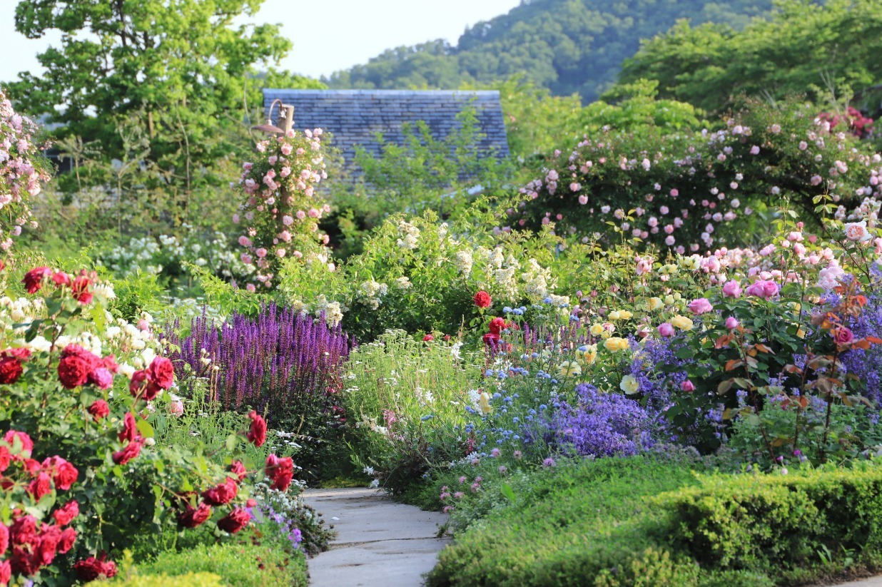 庭園｜滋賀「イングリッシュガーデン ローザンベリー多和田」バラ庭園が見頃に、バラのトンネルを駆ける鉄道も