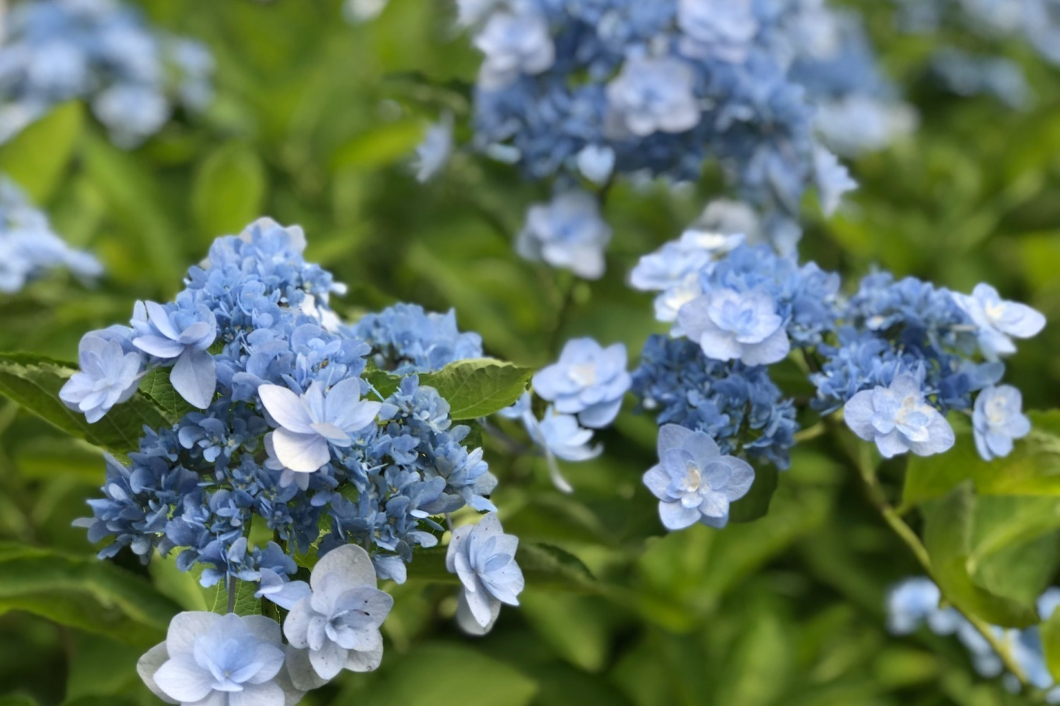 水族館｜横浜・八景島シーパラダイス「八景島あじさい祭」県内最大級の2万株が咲く絶景、水族館で限定イベントも