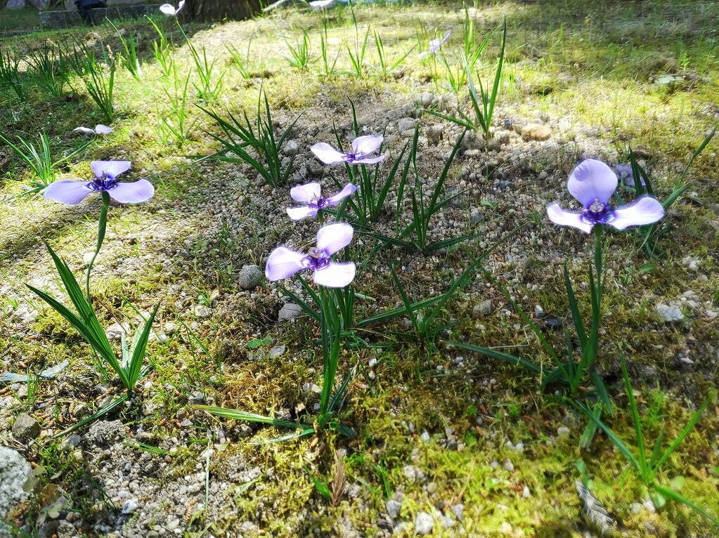 植物園「大阪府立花の文化園」のバラが見頃に、約500品種・1,400株が開花｜写真16