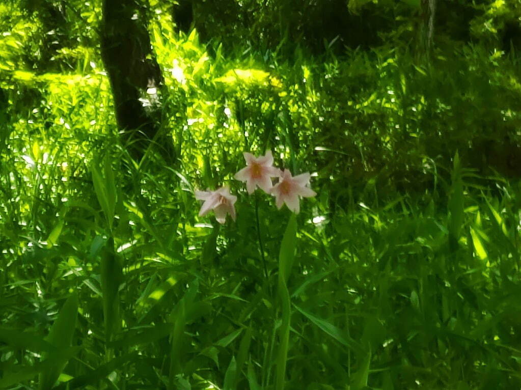 植物園「大阪府立花の文化園」のバラが見頃に、約500品種・1,400株が開花｜写真13