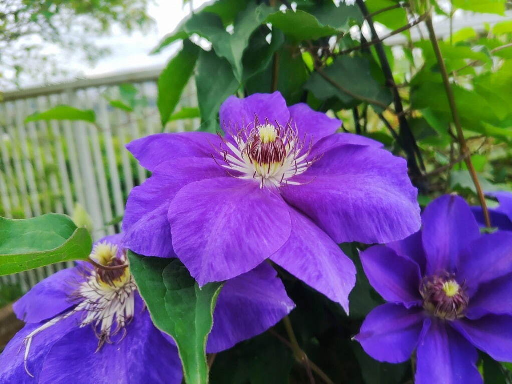 植物園「大阪府立花の文化園」のバラが見頃に、約500品種・1,400株が開花｜写真15