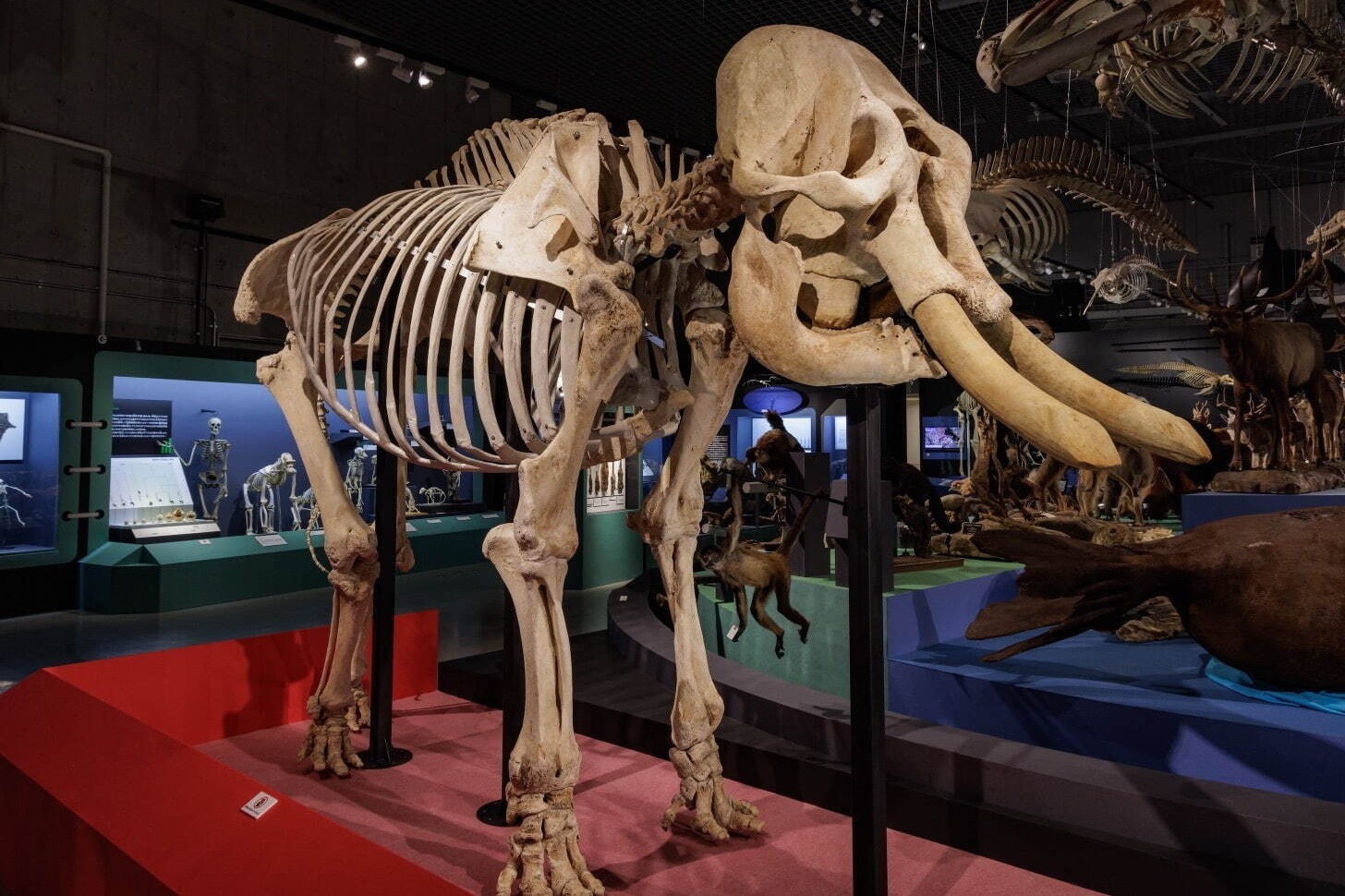 「大哺乳類展」福岡市博物館で - 哺乳類の“分類と系統”約500点の貴重な標本を一挙公開