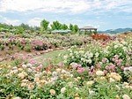 広島・そらの花畑世羅高原花の森「ローズフェスタ」150品種7,200株が見頃に、茜空×バラの絶景も｜写真1