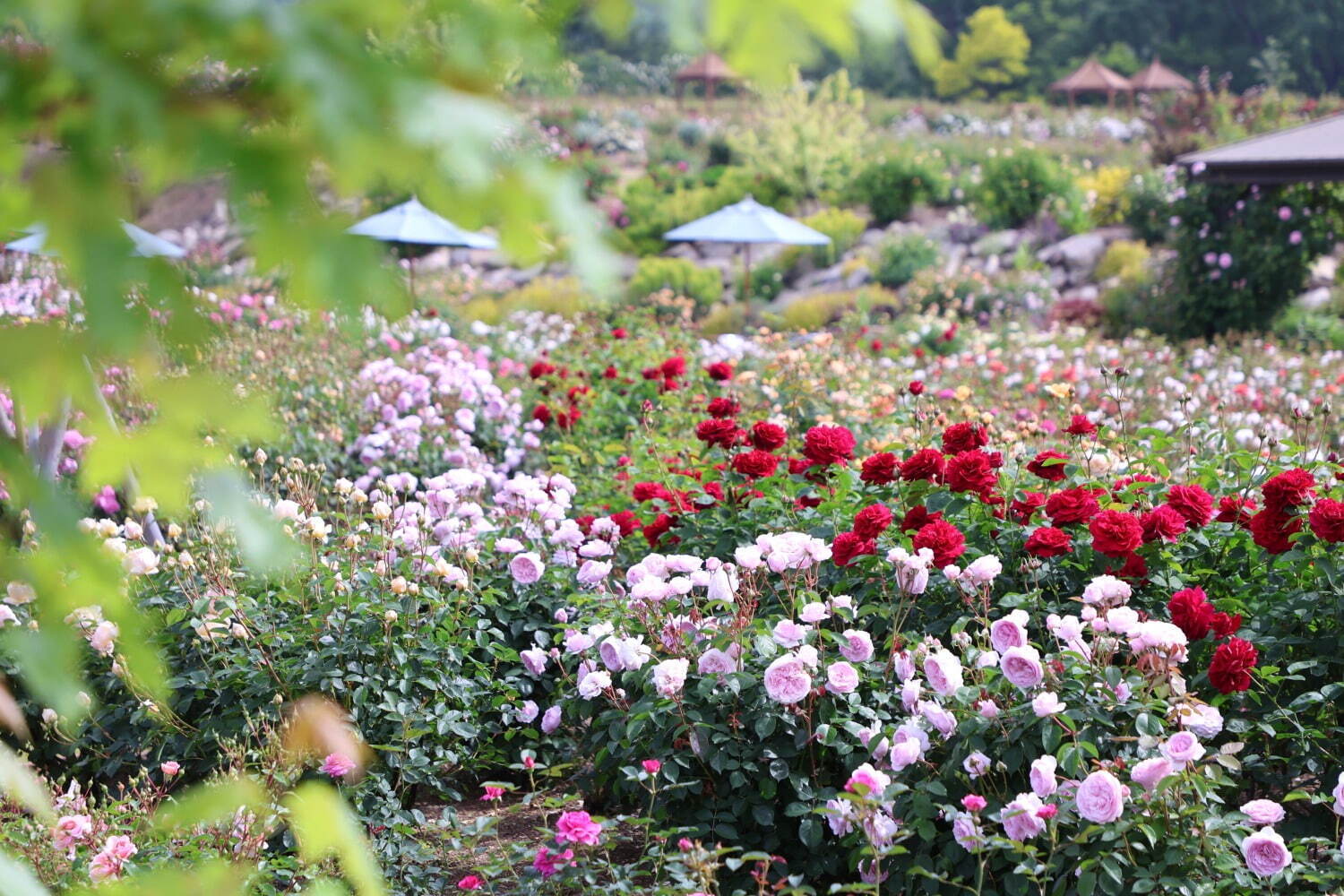 広島・そらの花畑世羅高原花の森「ローズフェスタ」150品種7,200株が見頃に、茜空×バラの絶景も｜写真3
