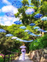 「あじさいウイーク」京都・柳谷観音 楊谷寺に約5,000株のあじさい、カラフル“花手水”も｜写真2