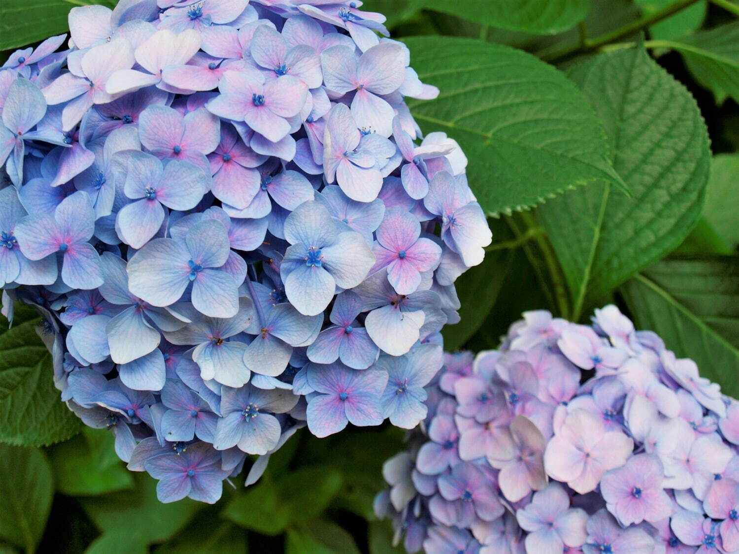 写真提供：万博記念公園マネジメント・パートナーズ