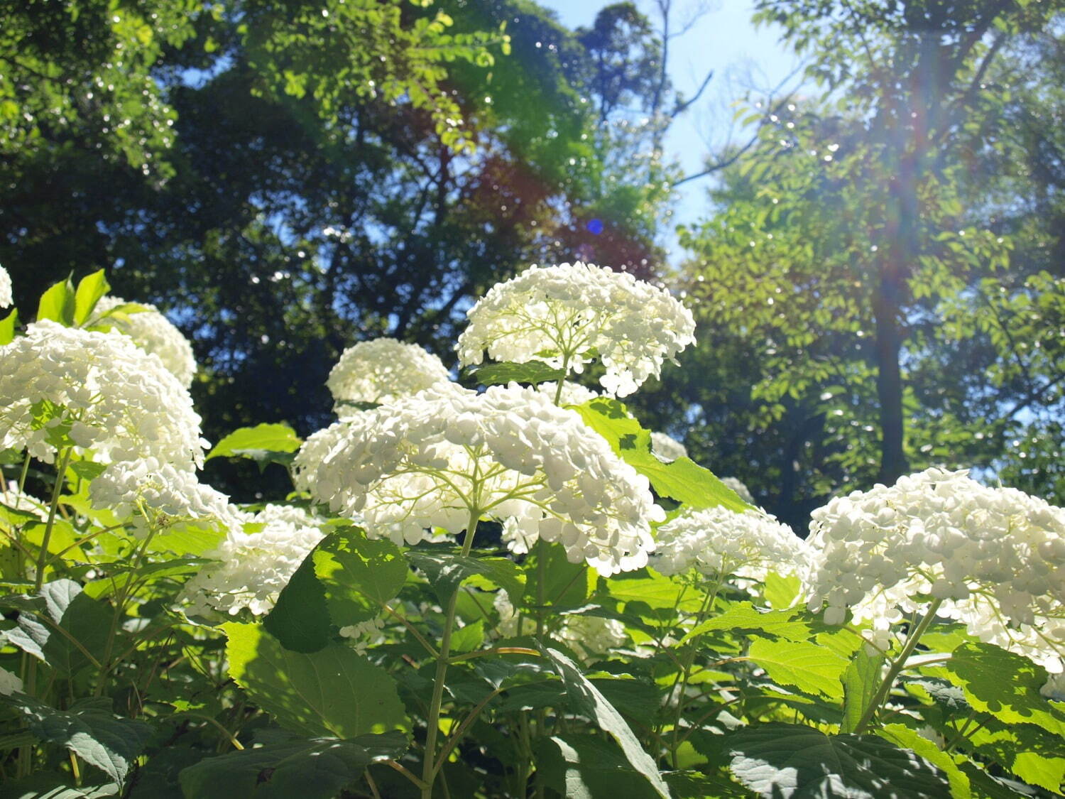 写真提供：万博記念公園マネジメント・パートナーズ