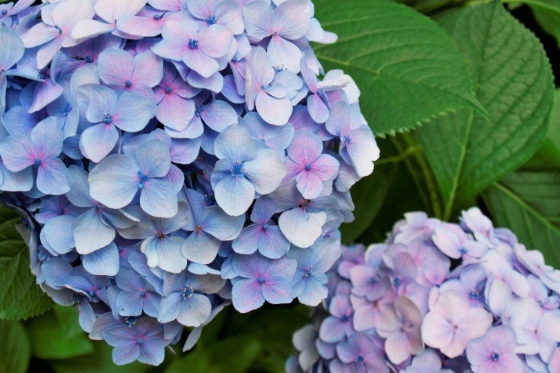 庭園｜大阪「万博記念公園 あじさい祭」30品種・約4,000株の色鮮やかなあじさいを満喫