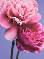 ミュベール(MUVEIL) ロバと王女｜写真16