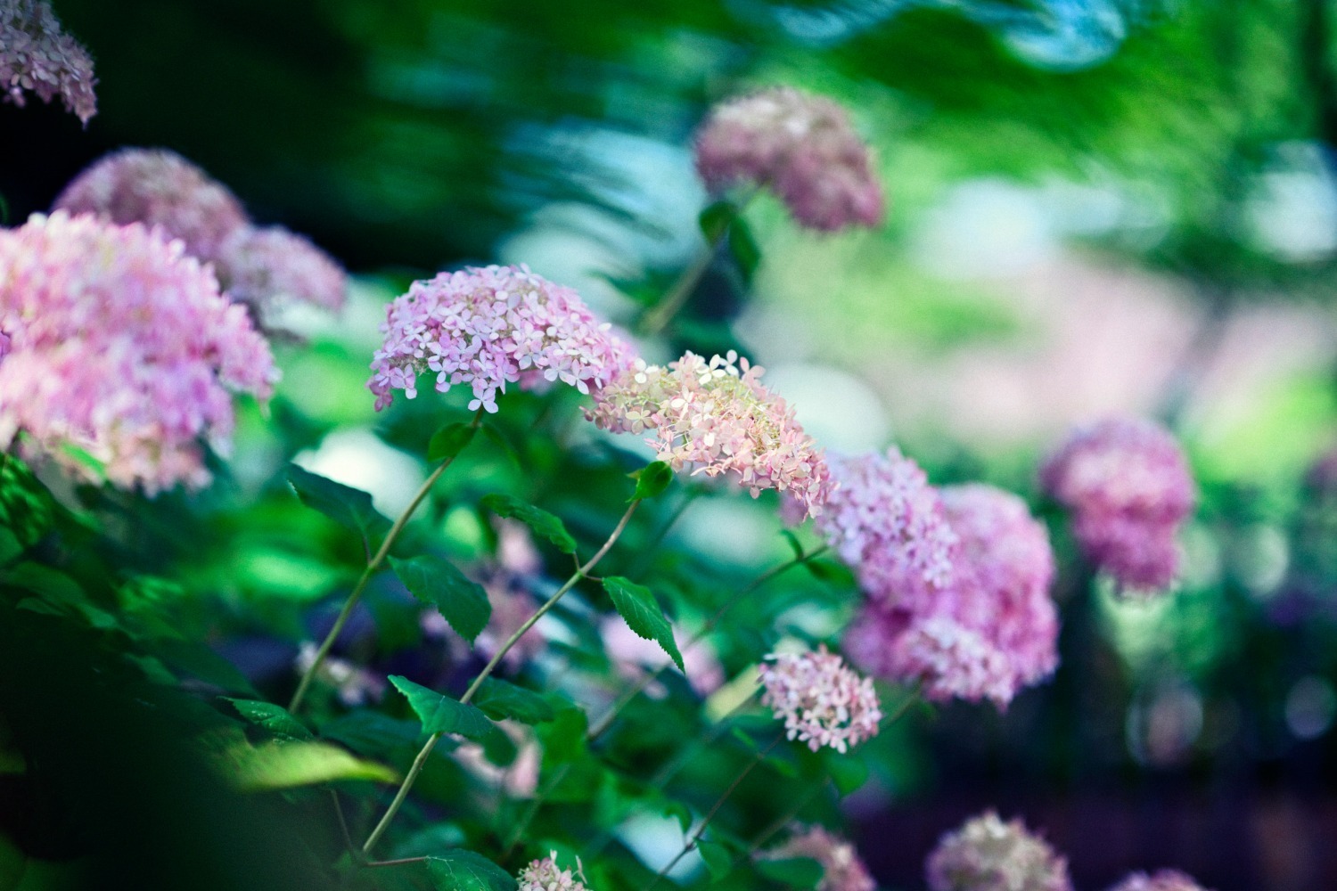 庭園｜神戸布引ハーブ園「アジサイ」が見頃に、“古城”展望テラス＆林の小径で約1,500株の紫陽花を観賞