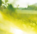 シロ(SHIRO) ペアー｜写真4