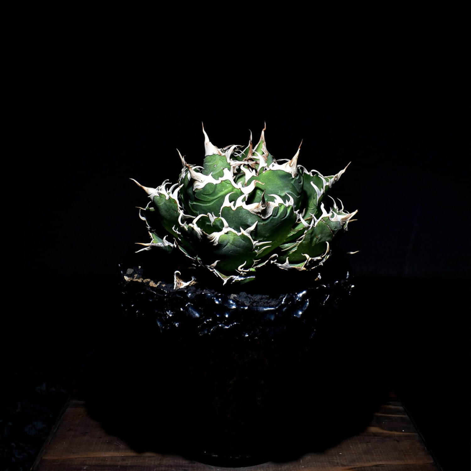 植物ショップ「ラフラム」“ぽってり”丸い希少な塊根植物が阪急メンズ東京に集結、植物棚やアート作品も｜写真20