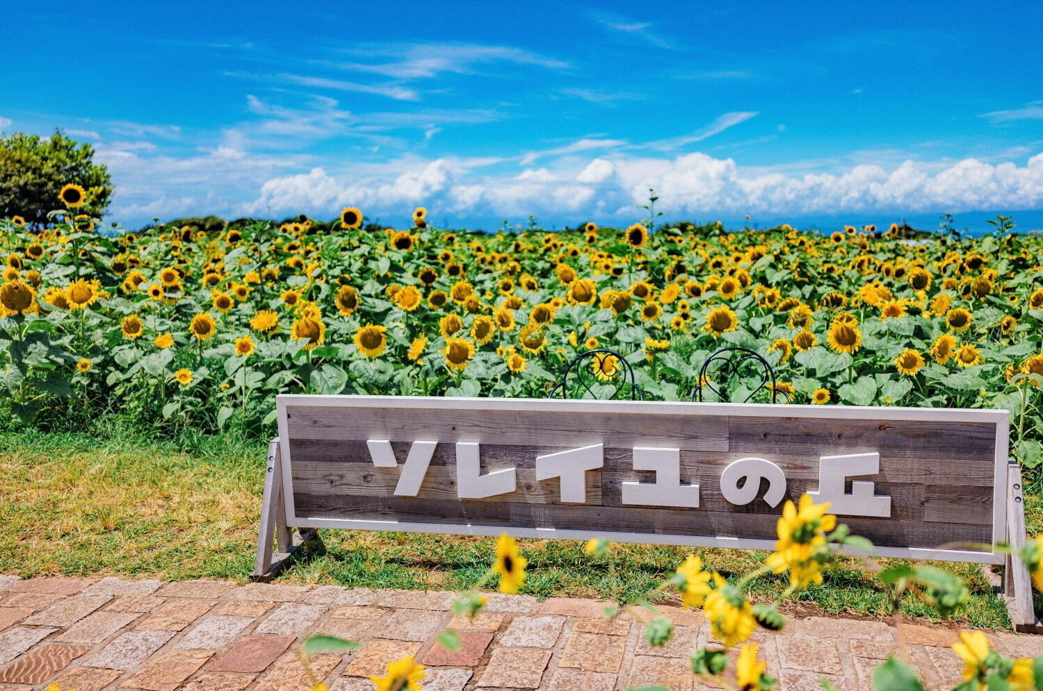 横須賀「ソレイユの丘」で約10万本のヒマワリが開花、“まるで絵画”のような絶景＆限定ひまわりフード｜写真1