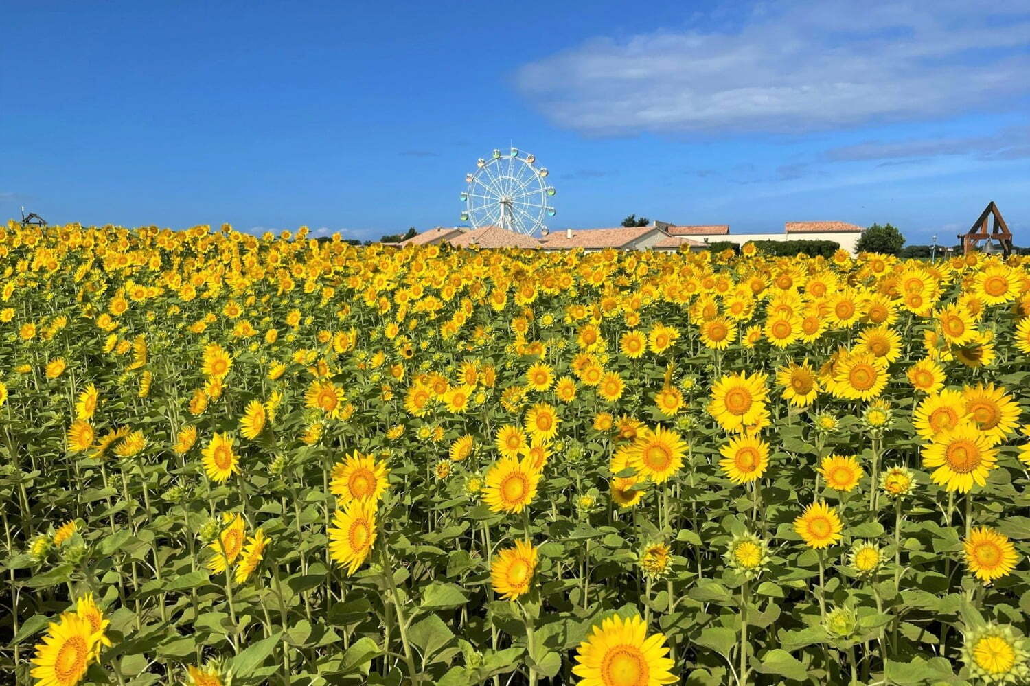 長井海の手公園 ソレイユの丘「ソレイユの丘」