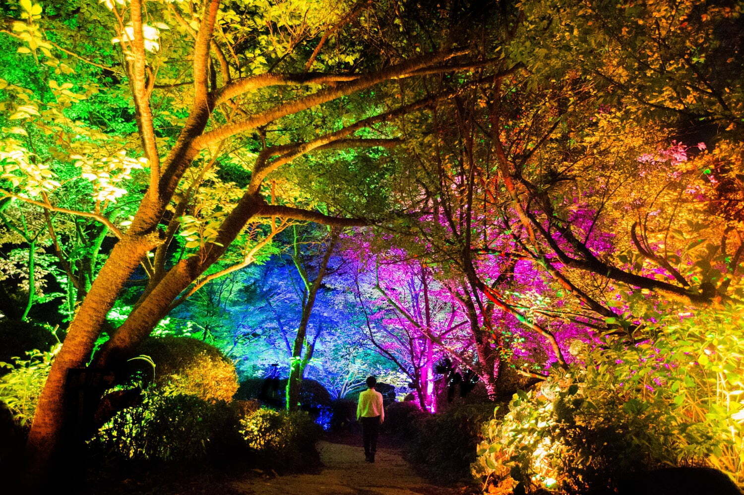 庭園｜チームラボが佐賀・御船山楽園の大自然を光のアートに、滝”の投影や輝く桜＆もみじなど