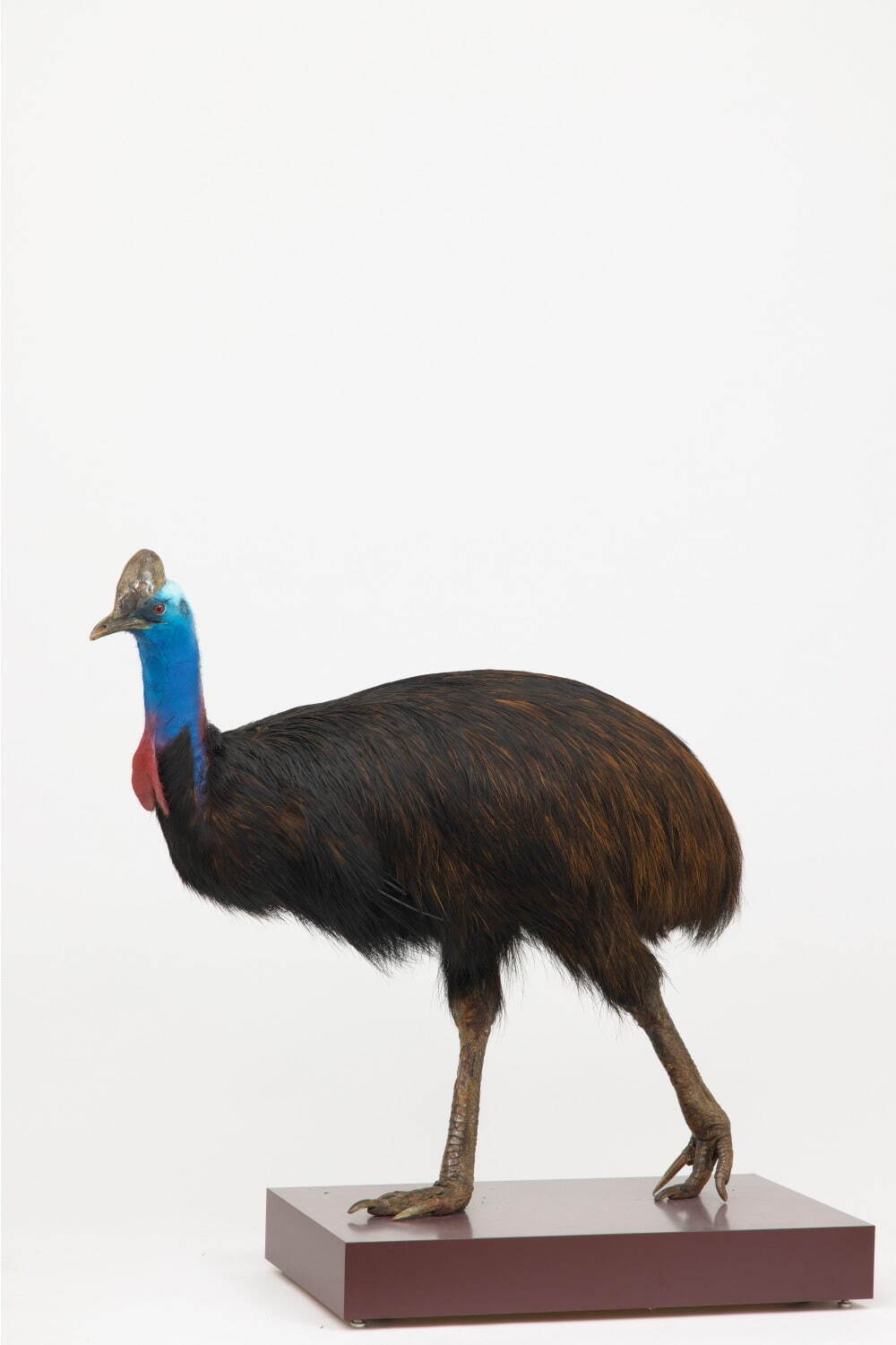 国立科学博物館で特別展「鳥 ～ゲノム解析で解き明かす新しい鳥類の系統～」ハヤブサはタカよりインコに近い？｜写真5