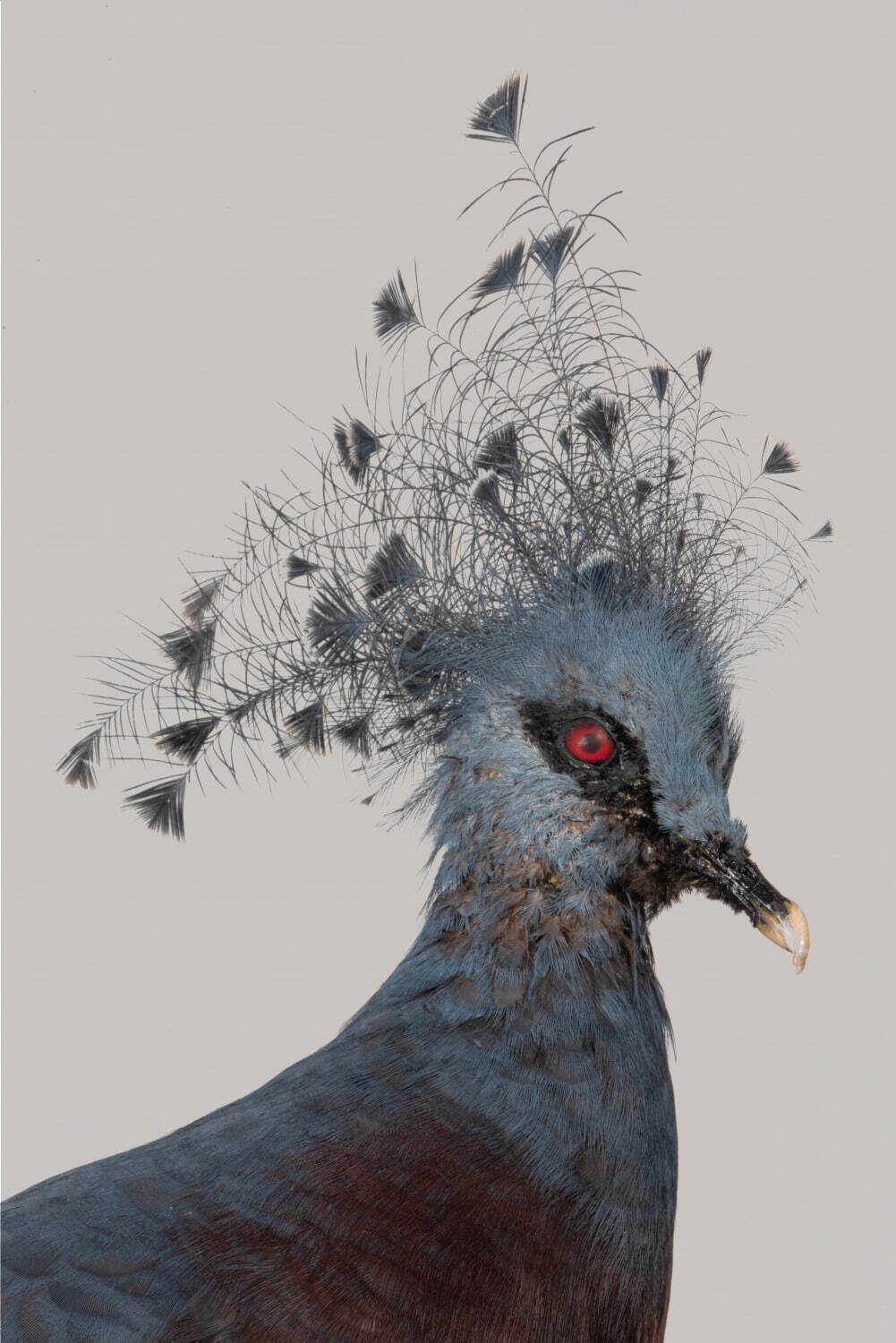 国立科学博物館で特別展「鳥 ～ゲノム解析で解き明かす新しい鳥類の系統～」ハヤブサはタカよりインコに近い？｜写真4
