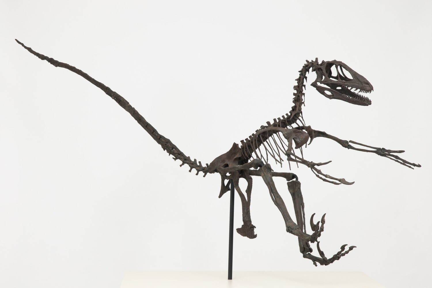 国立科学博物館で特別展「鳥 ～ゲノム解析で解き明かす新しい鳥類の系統～」ハヤブサはタカよりインコに近い？｜写真1