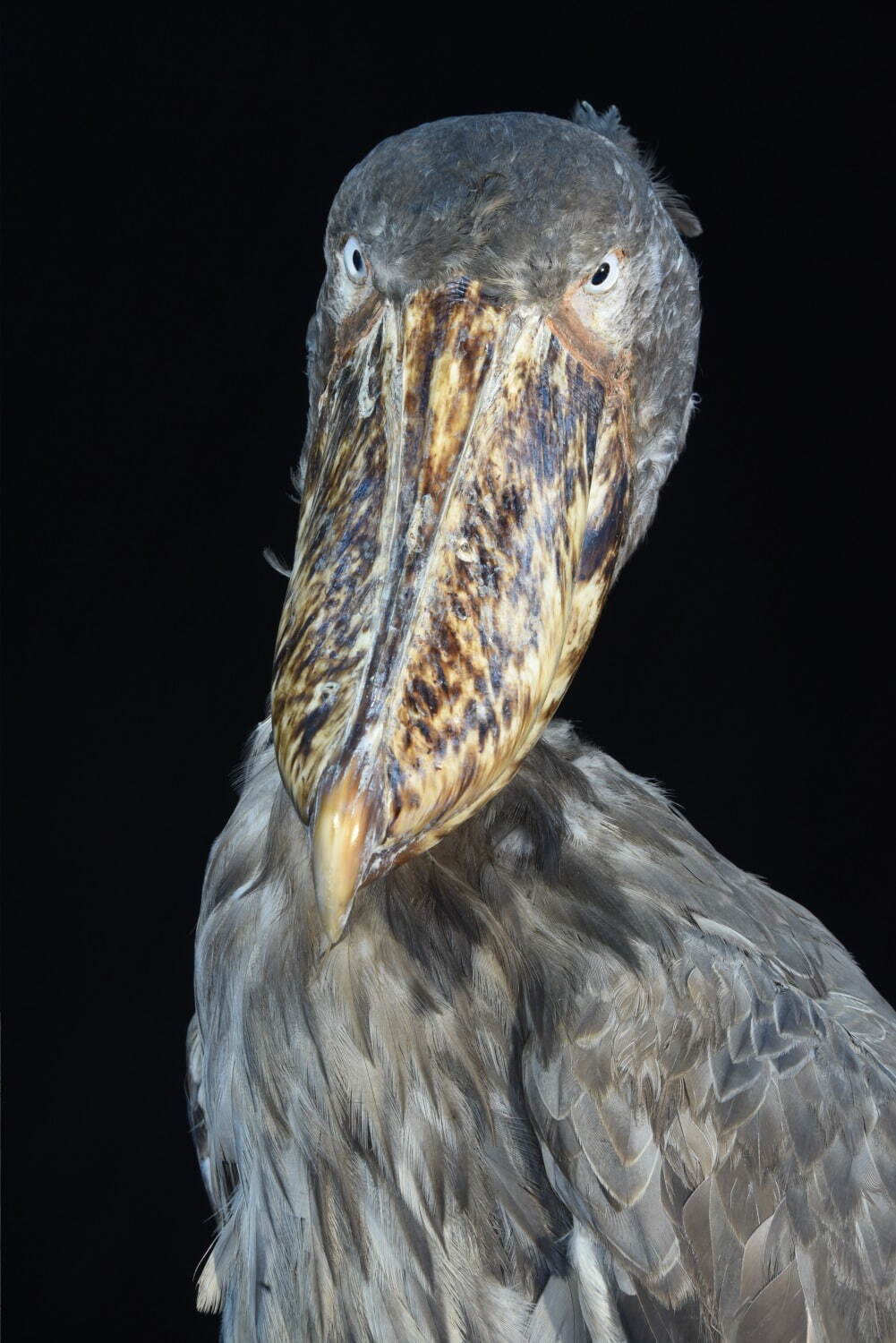 国立科学博物館で特別展「鳥 ～ゲノム解析で解き明かす新しい鳥類の系統～」ハヤブサはタカよりインコに近い？｜写真3
