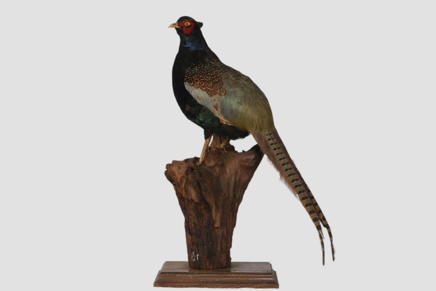 国立科学博物館で特別展「鳥 ～ゲノム解析で解き明かす新しい鳥類の系統～」ハヤブサはタカよりインコに近い？｜写真16