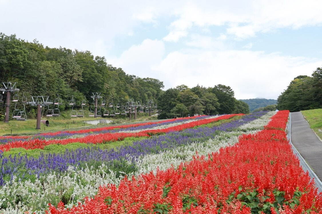 群馬県沼田市「たんばらラベンダーパーク」約5万株のラベンダーが見頃に、24年の営業開始｜写真2