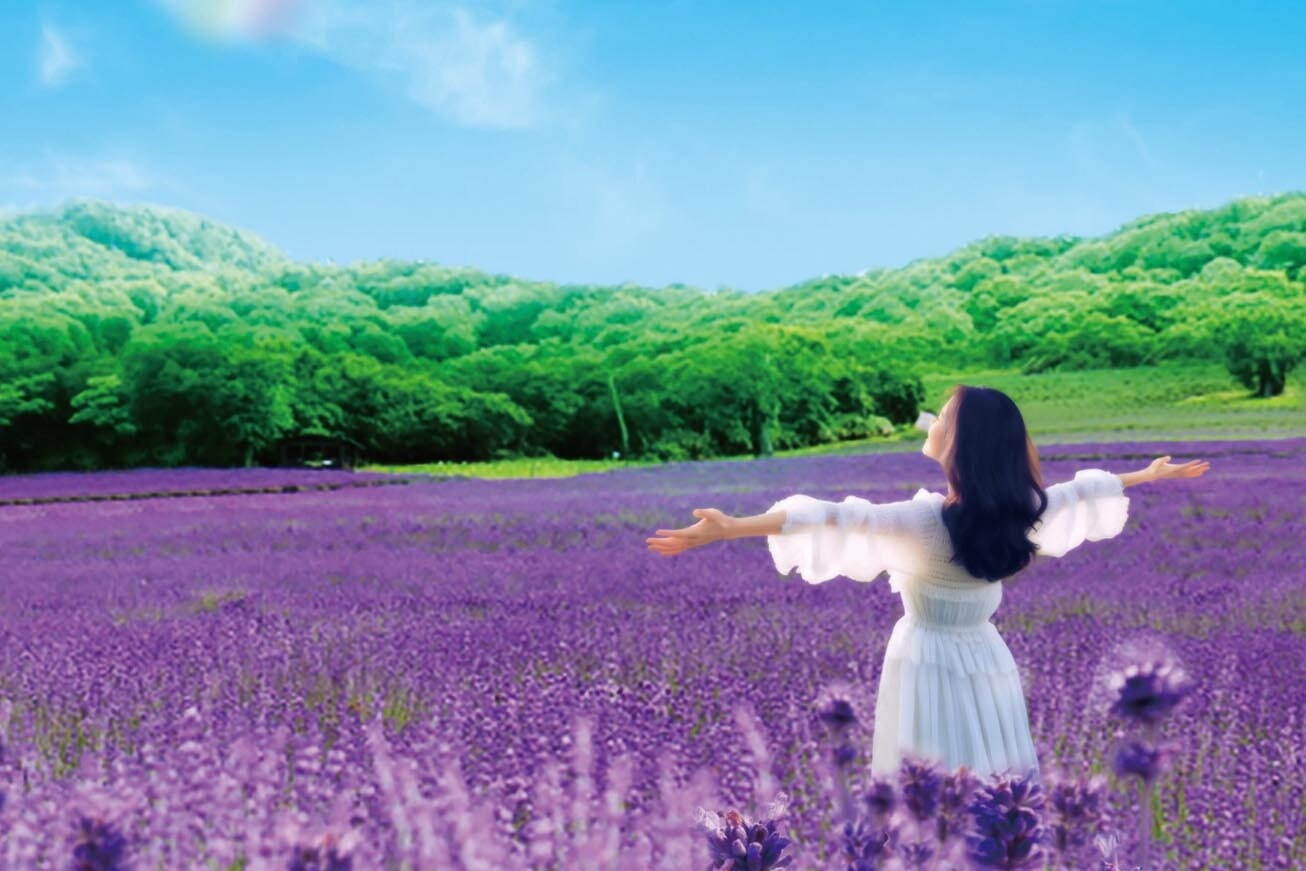 たんばらラベンダーパーク: 2024年7月6日〜2024年8月25日オープン