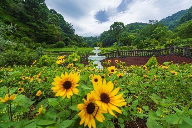 熱海のフラワーガーデン「アカオ フォレスト」ヒマワリやルドベキアなど夏の花々が咲き誇るサマーイベント｜写真2