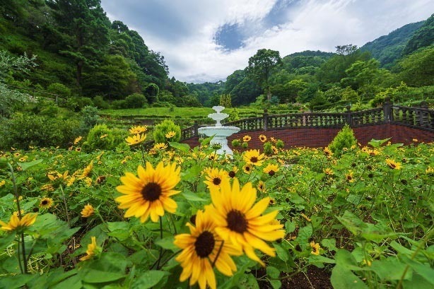 アカオ フォレスト: 2024年7月1日〜2024年9月下旬開催