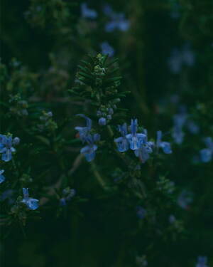 フィーニー(PHEENY) 2024-25年秋冬ウィメンズコレクション  - 写真17