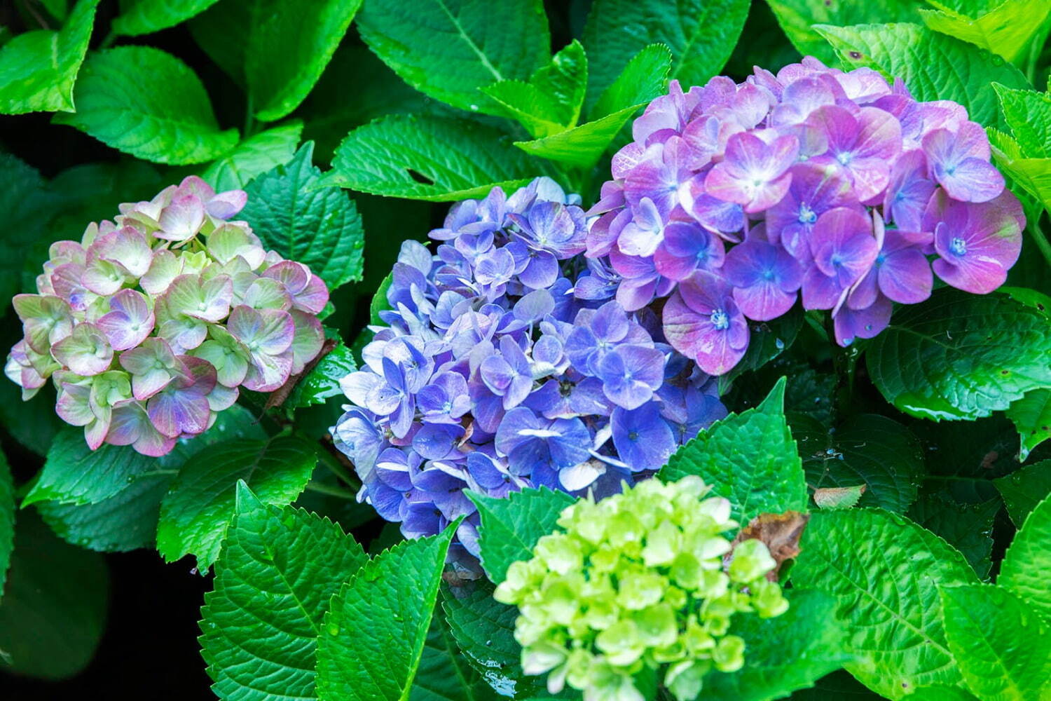 庭園｜箱根強羅の自然庭園「ニコライ バーグマン 箱根 ガーデンズ」アジサイ約2,000株が見頃に