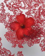 ディオール(DIOR) ルージュ プレミエ｜写真5