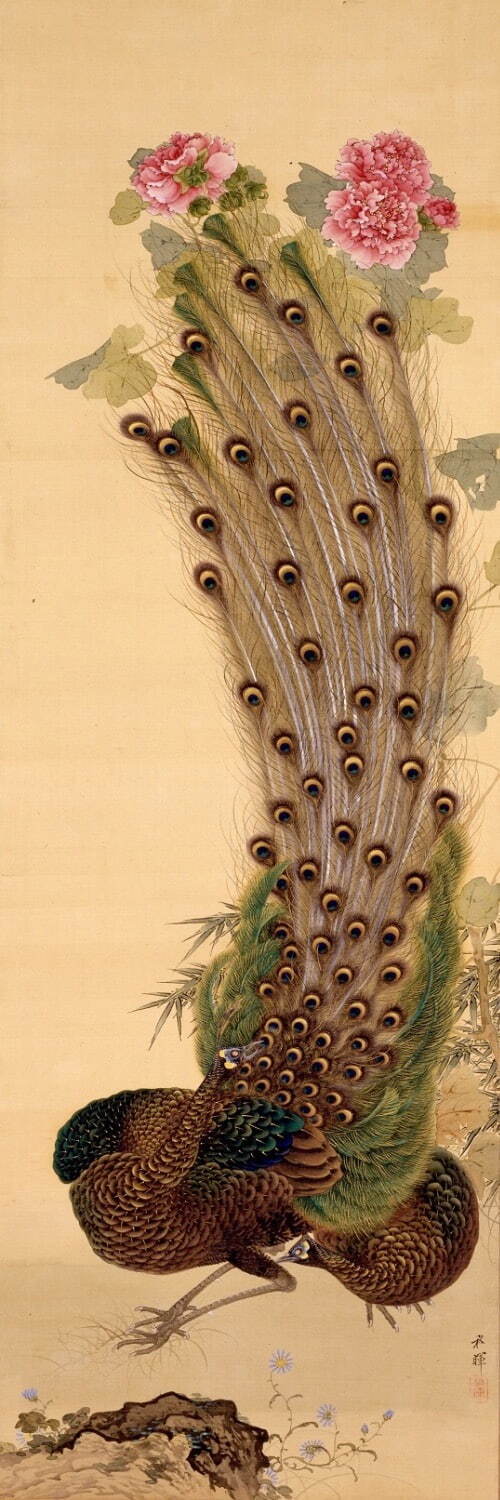 岡本秋暉 《芙蓉孔雀図》 千葉市美術館寄託 ［後期展示］