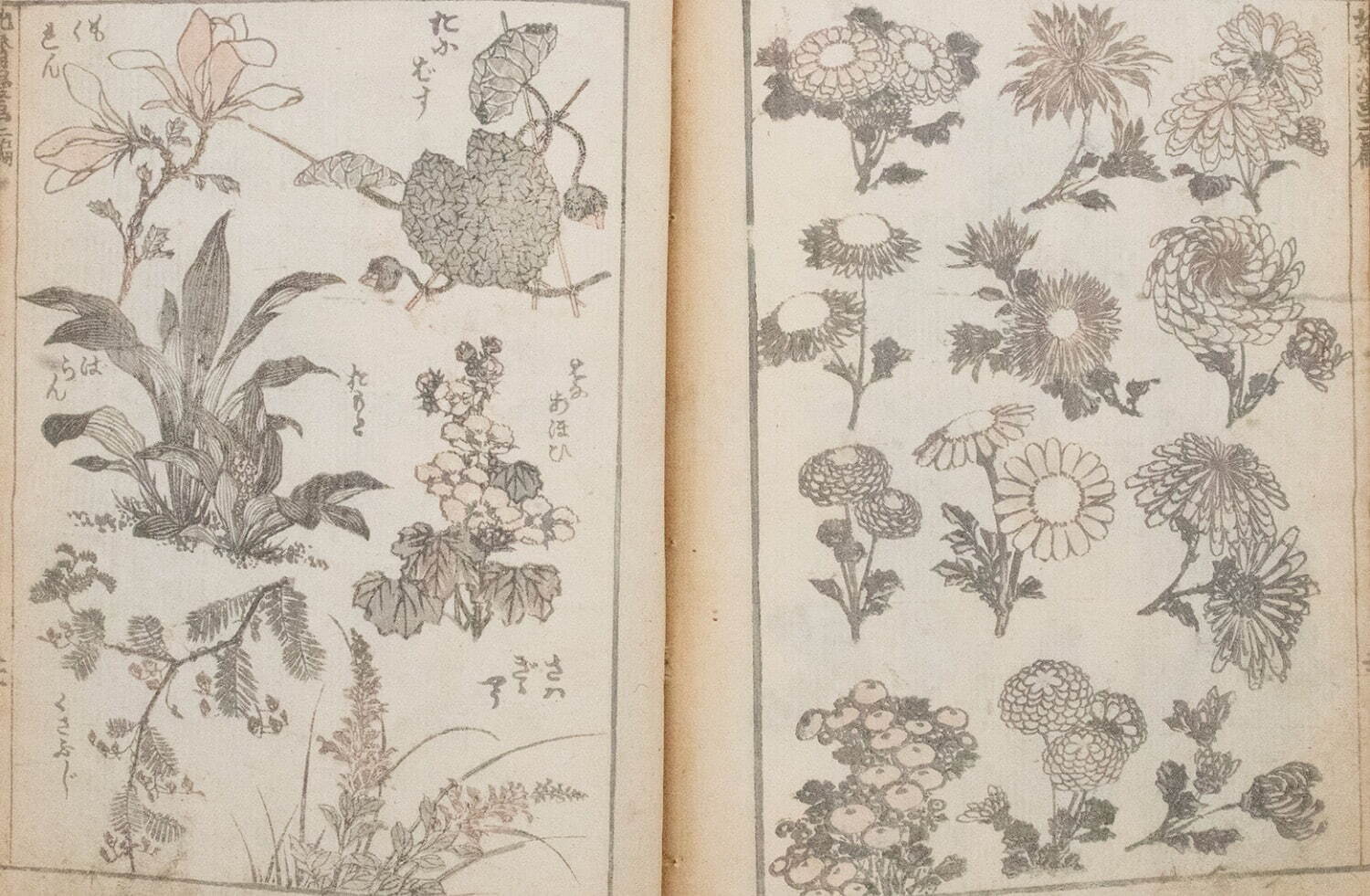 葛飾北斎 『北斎漫画』 二編 《菊・木蓮・立葵・馬蘭・草藤》 北斎館所蔵