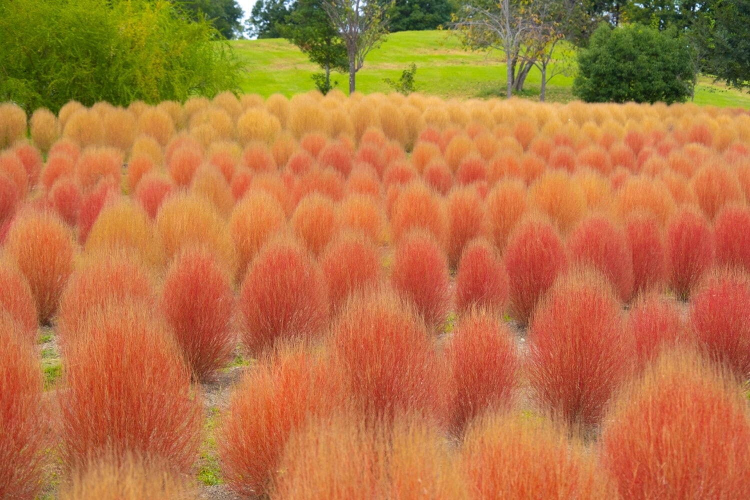広島県世羅町「フラワーヴィレッジ 花夢の里」見頃迎えたコキアやコスモスが織りなす花々の絶景｜写真1